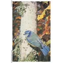ASHP16-1049-ANIMAUX - MESANGE BLEUE