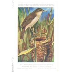 ATAP14-0956-OISEAUX - Musée royal d'histoire naturelle de belgique - Rousserolle des rouseaux