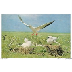 ASHP16-1050-ANIMAUX - FOUS DE TROMELIN