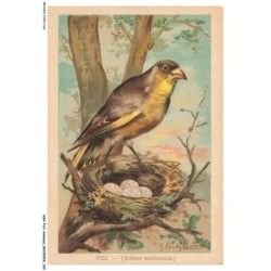 ASHP16-1067-ANIMAUX - CINI - SERINUS MERIDIONALIS