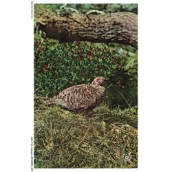 ASHP16-1064-ANIMAUX - LES HOTES DE NOS MONTAGNES - TETRAS-LYRE - FEMELLE DU PETIT COQ DE BRUYERE