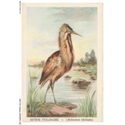 ASHP16-1068-ANIMAUX - BUTOR VULGAIRE - BOTAURUS STELLARIS