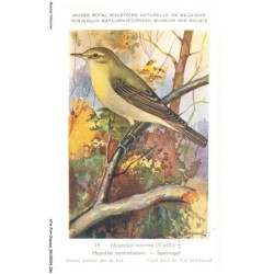 ATAP14-0960-OISEAUX - Musée royal d'histoire naturelle de belgique - Hypolais contrefaisant