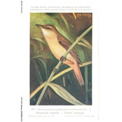 ATAP14-0955-OISEAUX - Musée royal d'histoire naturelle de belgique - Rousserolle turdoide