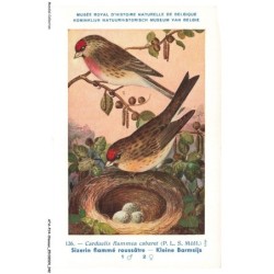 ATAP14-0968-OISEAUX - Musée royal d'histoire naturelle de belgique - Sizerin flammé roussatre