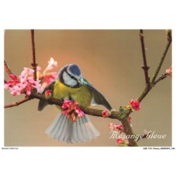 AQFP16-1149-OISEAU - mésange bleue