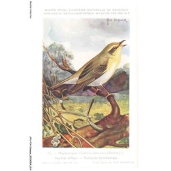 ATAP14-0954-OISEAUX - Musée royal d'histoire naturelle de belgique - Pouillot siffleur
