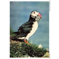 AQFP16-1134-OISEAU - macareux moine