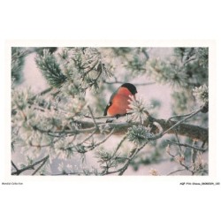 AQFP16-1139-OISEAU - punatulkku