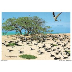 AQFP16-1140-OISEAU - sternes fuligineuses