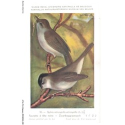 ATAP14-0962-OISEAUX - Musée royal d'histoire naturelle de belgique - Fauvette a tete noire