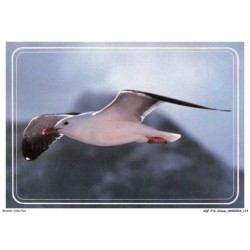 AQFP16-1136-OISEAU - le vol