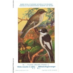 ATAP14-0965-OISEAUX - Musée royal d'histoire naturelle de belgique - Gobe-mouche a collier