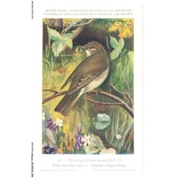 ATAP14-0950-OISEAUX - Musée royal d'histoire naturelle de belgique - Gobe-mouche gris