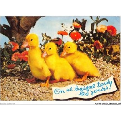 AJGP9-0841 - OISEAUX - ON SE BAIGNE TOUS LES JOURS