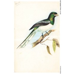 AOAP1-0004-ANIMAUX - oiseau sur une branche