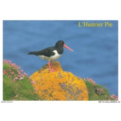 AQFP16-1150-OISEAU - l'huitrier pie
