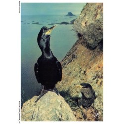 AQFP16-1145-OISEAU - oiseaux de mer - cormoran huppé