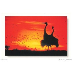 AQFP16-1138-OISEAU - xianghai home of cranes CHINE CHINA