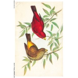AOAP1-0009-ANIMAUX -  deux oiseau sur des branches