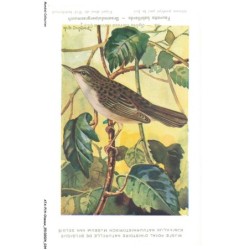 ATAP14-0964-OISEAUX - Musée royal d'histoire naturelle de belgique - Fauvette babillarde