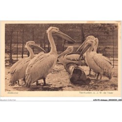 AJKP2-0128 - ANIMAUX - PELIKANE