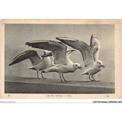 AJGP10-0875 - OISEAUX - LES MOUETTES A LYON