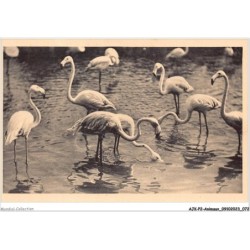 AJKP2-0150 - ANIMAUX - LES FLAMANTS ROSES