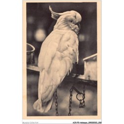 AJKP2-0123 - ANIMAUX - UN CACATOES BLANC A HUPPE JAUNE