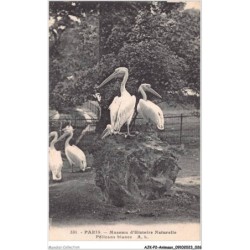 AJKP2-0127 - ANIMAUX - PARIS - MUSEUM D'HISTOIRE NATURELLE - PELICANS BLANCS