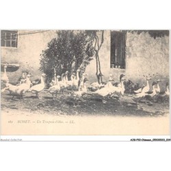 AJGP10-0850 - OISEAUX - BUSSET - UN TROUPEAU D'OIES