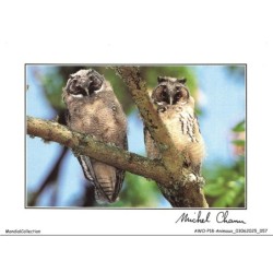 AWOP18-0990-ANIMAUX - Michel chanu - Le hibou moyen-duc