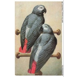 AWPP14-0839-ANIMAUX - Oiseaux - Perroquets