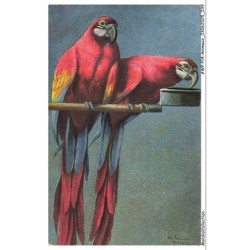 AWPP14-0833-ANIMAUX - Oiseaux - Perroquets