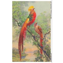 AWPP14-0832-ANIMAUX - Oiseaux