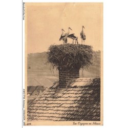 AWOP18-0989-ANIMAUX - Les cigognes en alsace