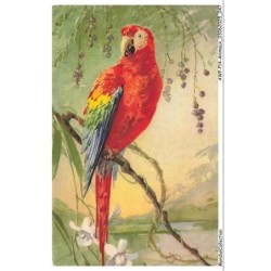 AWPP14-0837-ANIMAUX - Oiseau - Perroquet