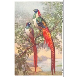 AWPP14-0831-ANIMAUX - Oiseaux