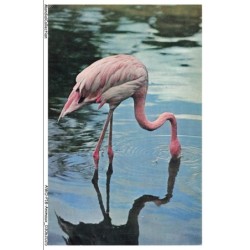 AWOP18-0961-ANIMAUX - Flamant rose