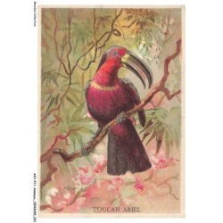 AVYP11-0717-ANIMAUX - Toucan ariel
