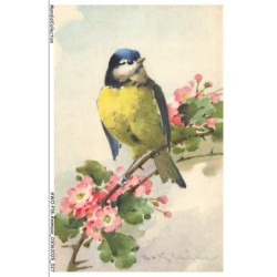 AWOP18-0975-ANIMAUX -OISEAU Mésange bleu PAR KLEIN