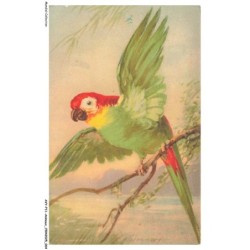 AVYP11-0734-ANIMAUX - Oiseau