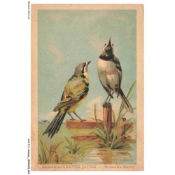 AVYP11-0716-ANIMAUX - Bergeronnette jaune