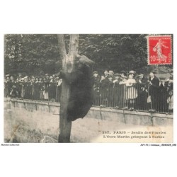 AVYP11-0726-ANIMAUX - Paris - Jardin des plantes - L'ours martin grimpant à l'arbre