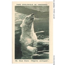 AVYP11-0709-ANIMAUX - Parc zoologique de vincennes - Ours blanc