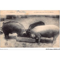 AIDP5-ANIMAUX-0392 - en ballade â paris - on t'attend pour faire le 4e â la manille
