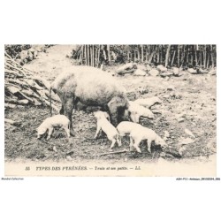ASHP11-0664-ANIMAUX - TYPES DES PYRENEES - TRUIE ET SES PETITS