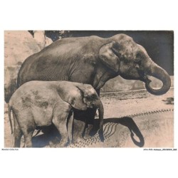 ATAP15-1048-ANIMAUX - Eléphants d'asie