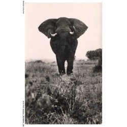ATAP15-1082-ANIMAUX - L'éléphant d'afrique