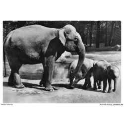 ATAP15-1047-ANIMAUX - Eléphants d'asie